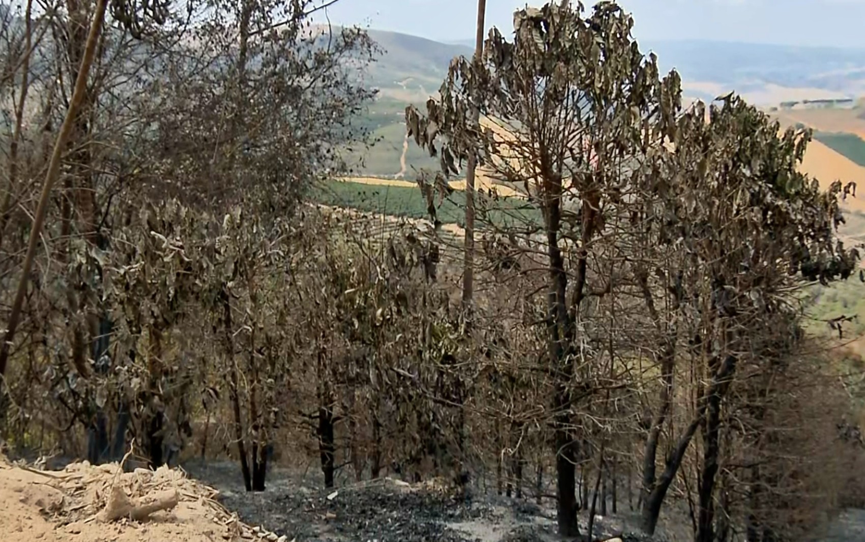 Lavouras de café são queimadas por fogo que castiga a Serra do Macaco, no Sul de Minas