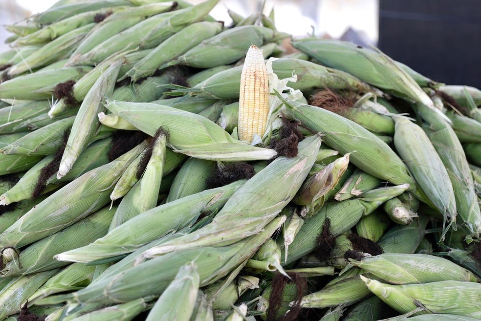 Feira do Milho começa em Natal nesta quinta-feira (8) — Foto: Sandro Menezes