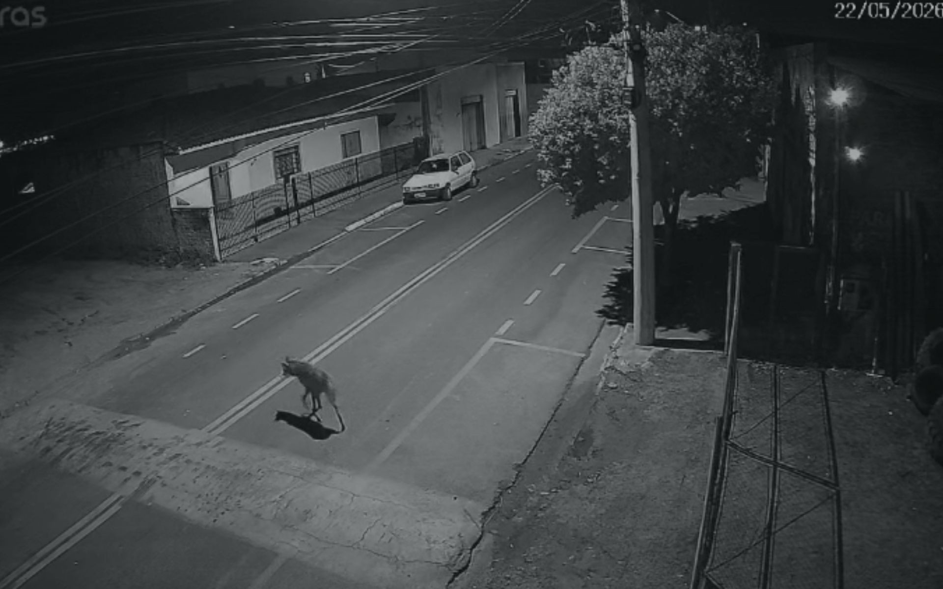 Lobo-guará é visto caminhando por rua em cidade no interior de SP; vídeo