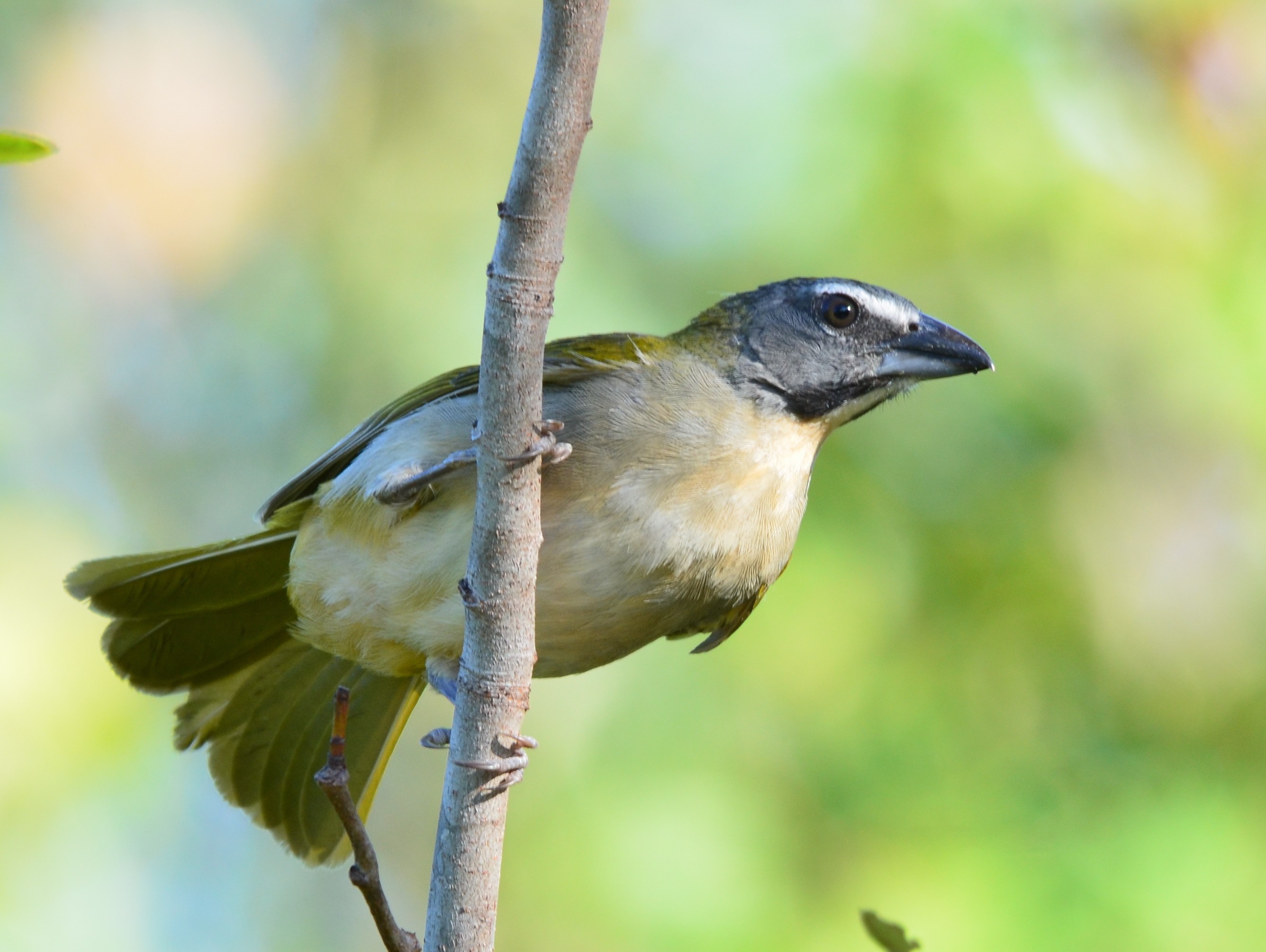 Dia da Árvore: entenda como arborização reduz calor e aumenta umidade do ar nas cidades