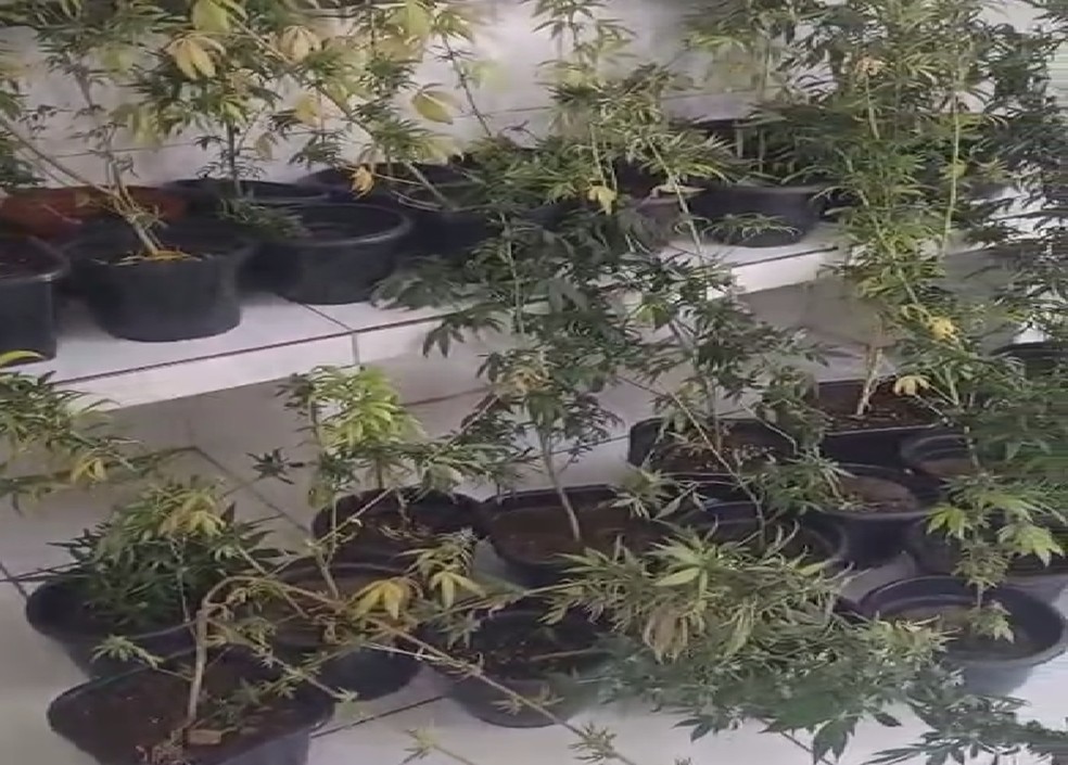 Polícia apreende 43 vasos de plantas de maconha em estufa caseira no Grande Recife — Foto: Reprodução/WhatsApp