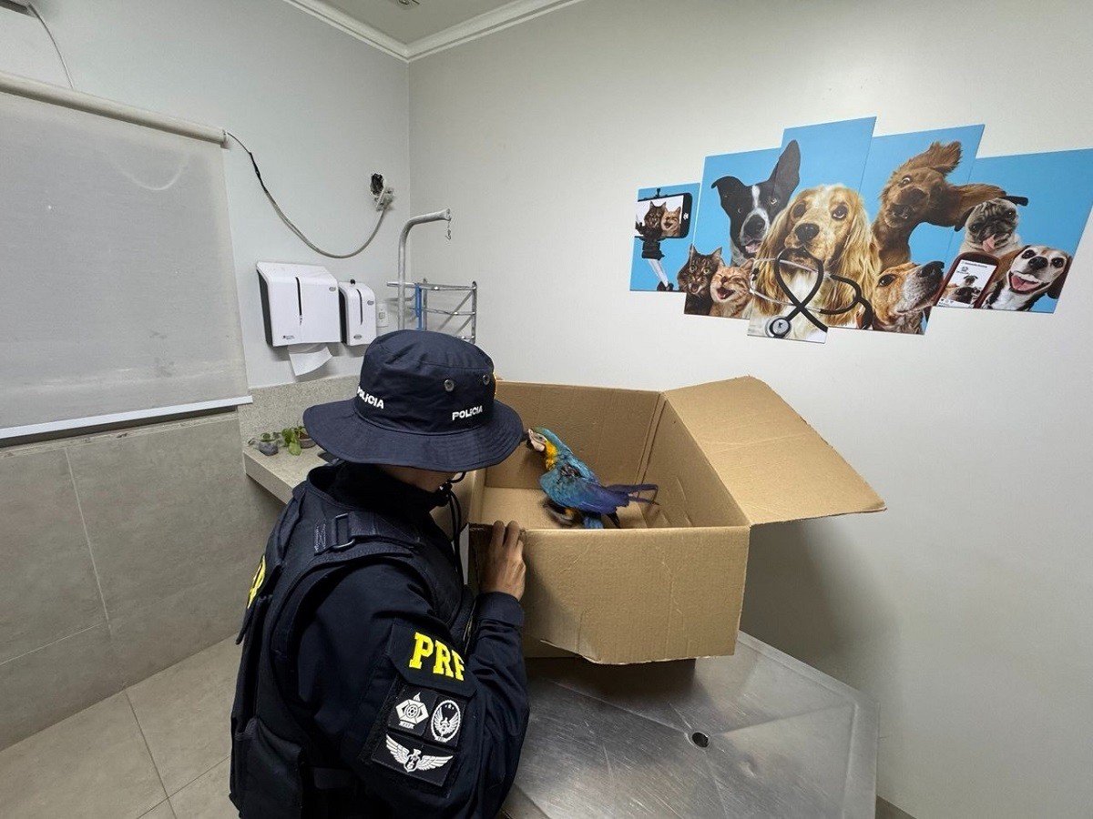 Arara-canindé tem asa amputada em cirurgia após ser encontrada ferida na BR-153