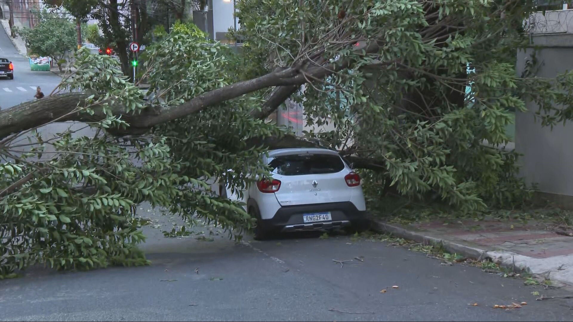 Chuva acompanhada de vento provoca quedas de árvores em BH no primeiro dia do ano