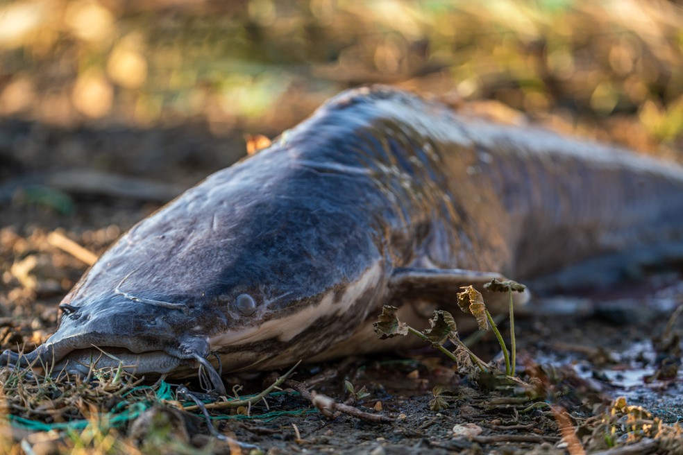 Bagre-africano foi introduzido no Brasil em meado da d&eacute;cada de 1980 &mdash; Foto: Pedram T&uuml;rko?lu/iNaturalist