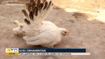 Galinhas em miniatura viram xodó de criador em Miranorte