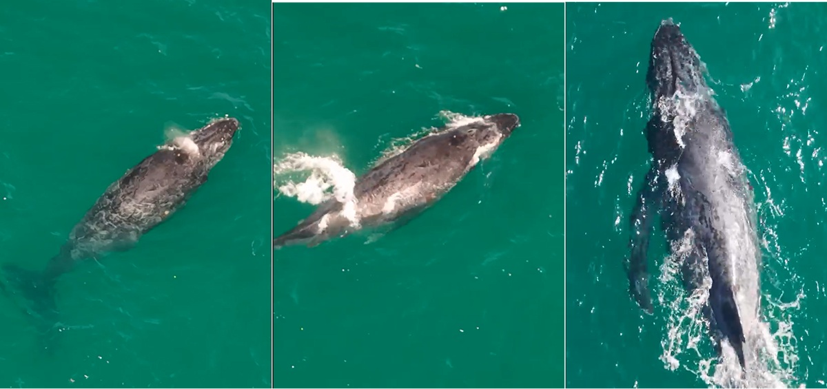 Baleias-jubarte são avistadas em dois registros no mesmo dia em Arraial do Cabo