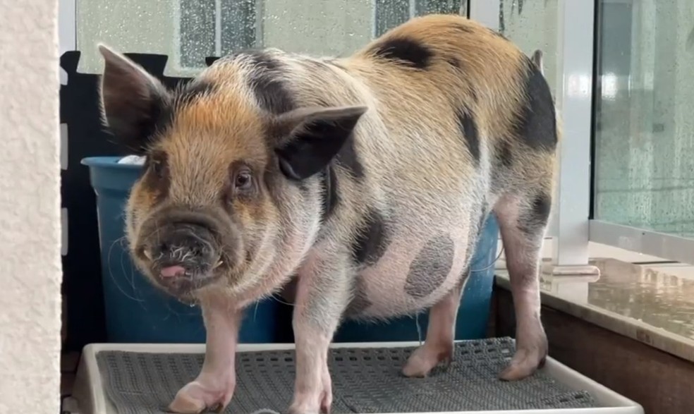 Mini pig Joaquim é o animal de estimação de uma família de Jundiaí (SP) — Foto: Reprodução/TV TEM