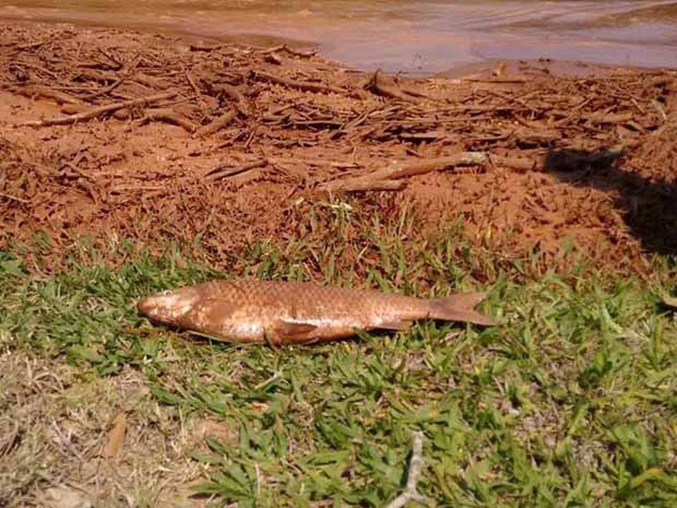Foto tirada em 2015 de peixe no leito do Rio Doce. — Foto: Prefeitura de Rio Doce/Divulgação