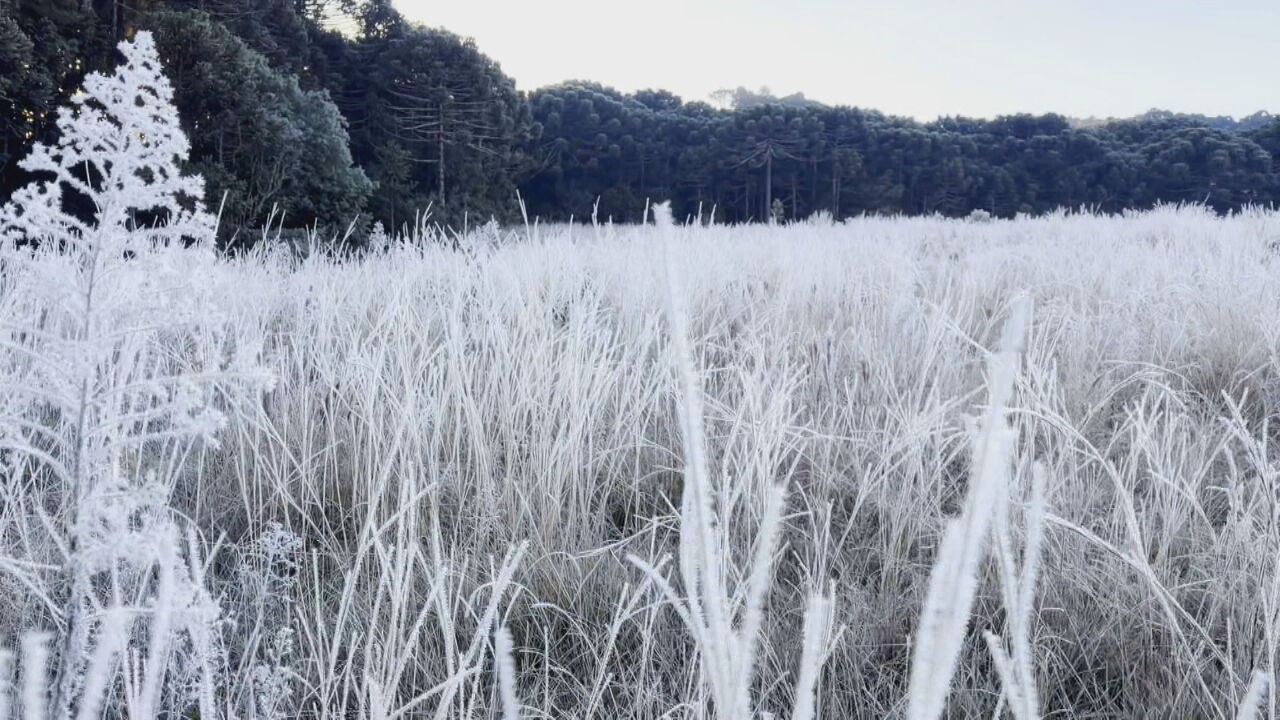 Caçadores de geada? Eles enfrentam o frio extremo para registrar imagens impressionantes na região mais gelada do Brasil