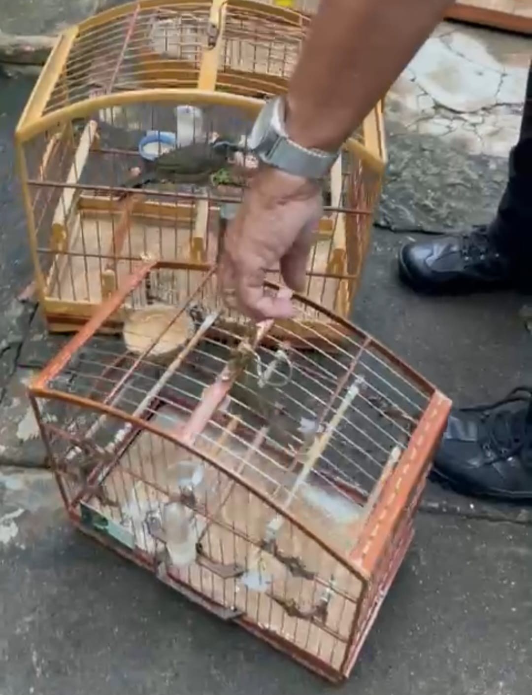 Polícia prende 11 em operação contra o tráfico de animais silvestres no Sul do Rio