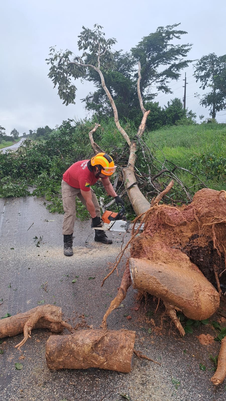 Árvore cai em trecho da BR-317 e bloqueia trânsito após fortes chuvas no interior do Acre