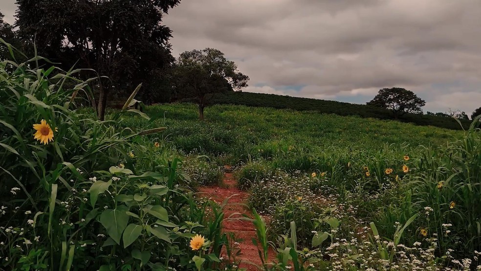 Entrelinhas vivas nas Fazendas Caxambu e Aracaçu - Crédito: Gustavo Coetti