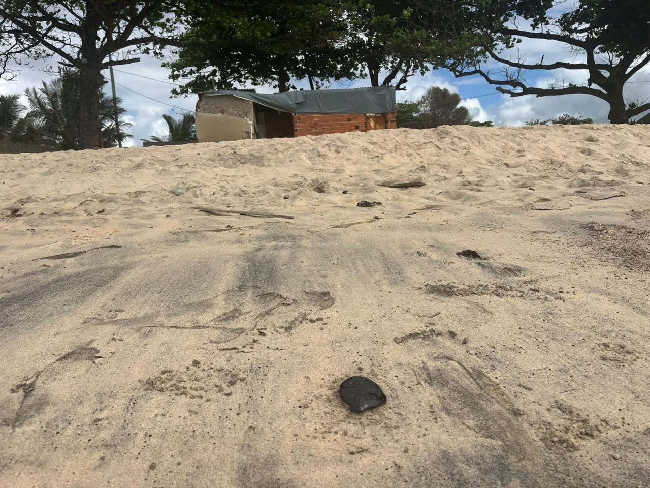 Manchas de óleo voltam a atingir praias de Maceió; veja FOTOS