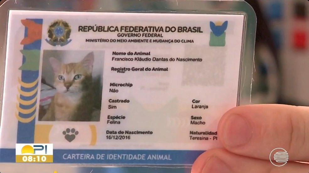 Piauienses aderem ao RG animal, Cadastro Nacional de Animais Domésticos;  saiba como fazer | Piauí | G1