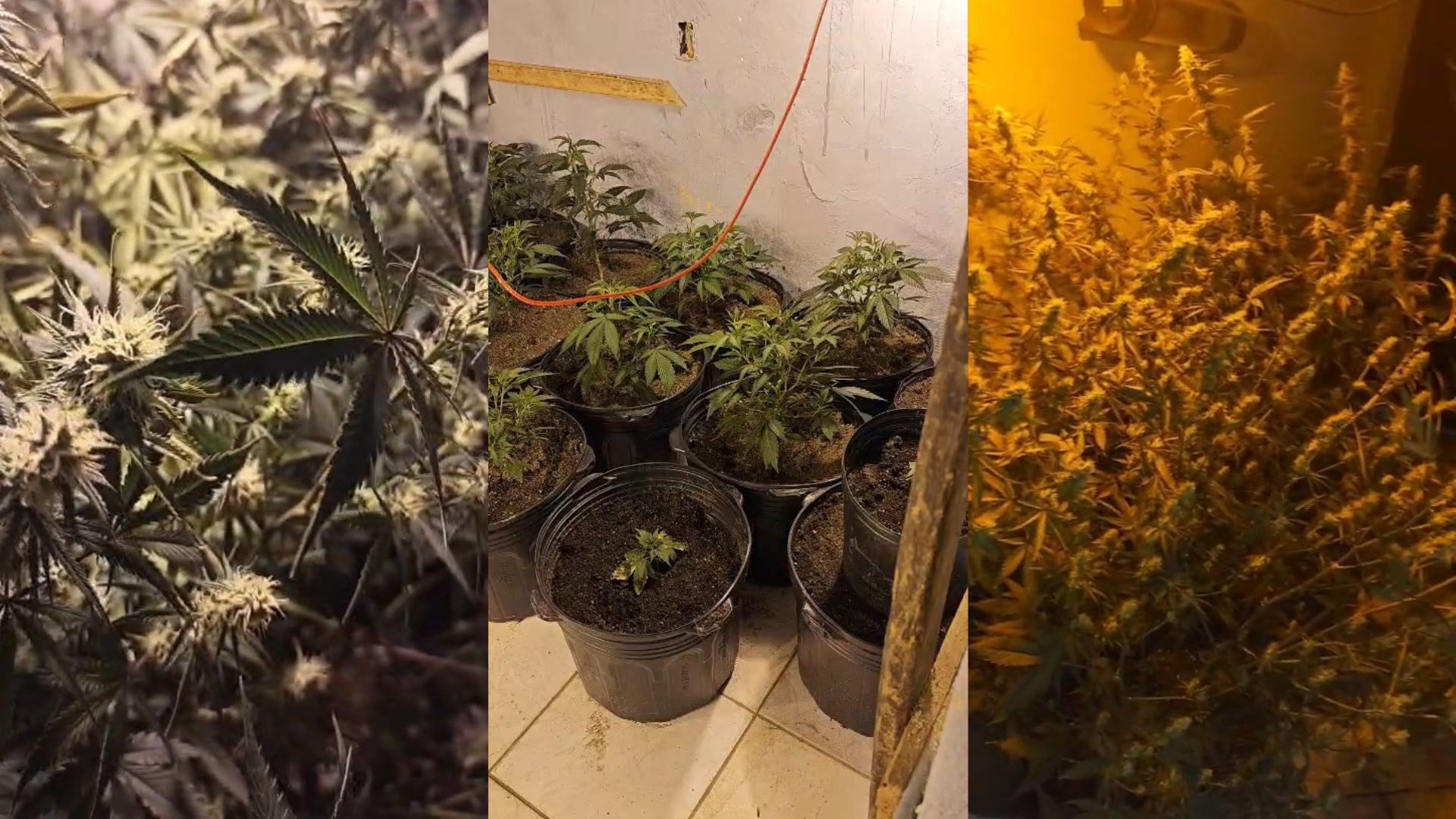 Polícia descobre laboratório de 'supermaconha' em Cariacica e prende mulher