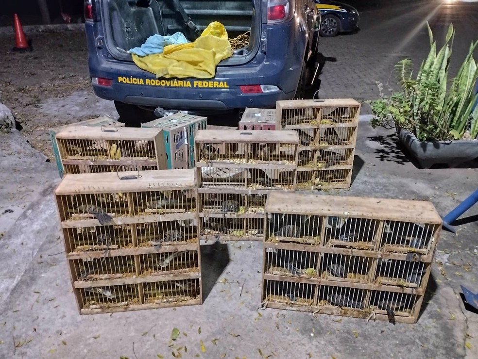 Pássaros apreendidos estavam sendo transportados de forma irregular e sem bem-estar — Foto: PRF