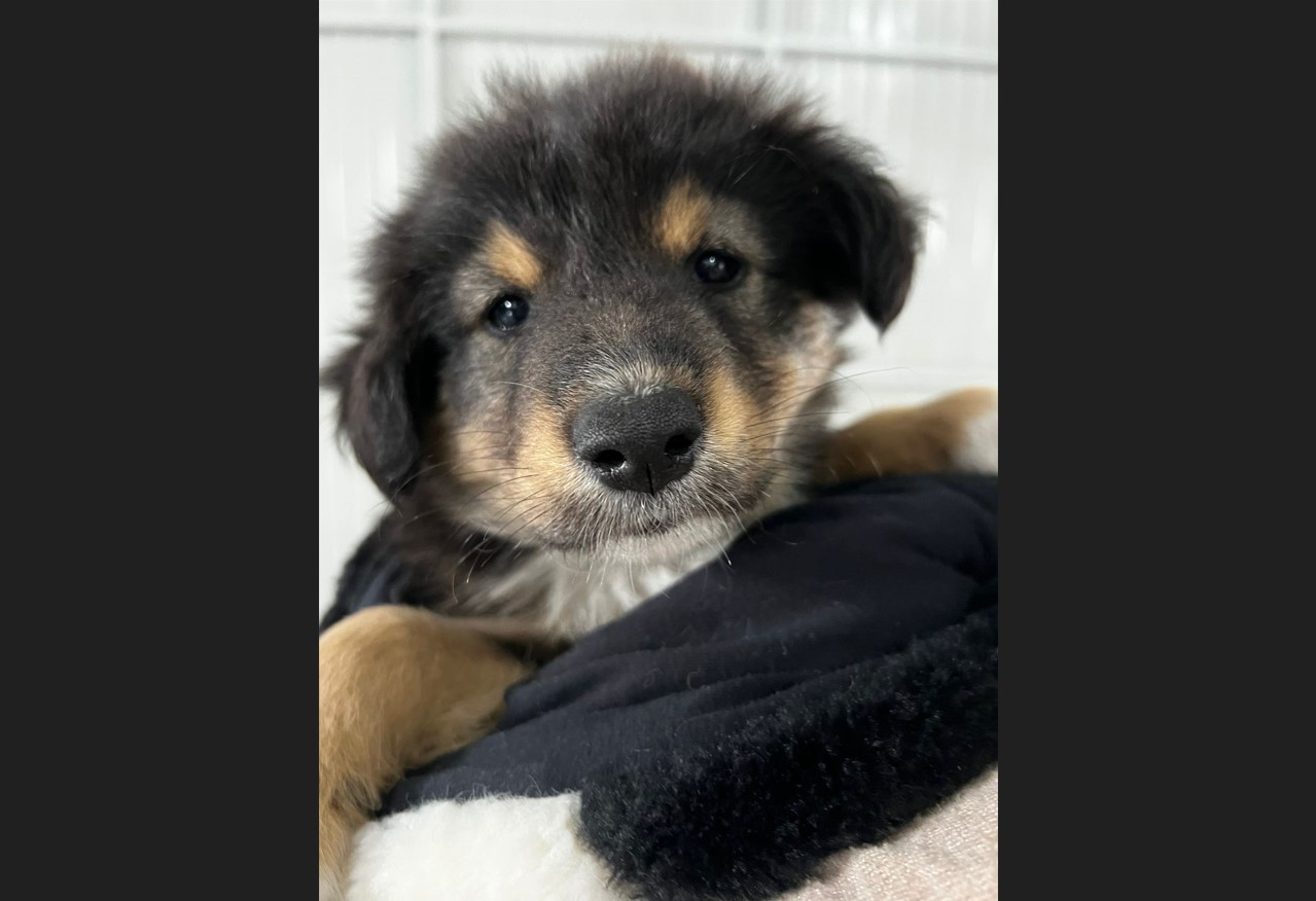 Vídeo flagra filhote de cachorro sendo abandonado e atropelado por motorista na calçada em SC