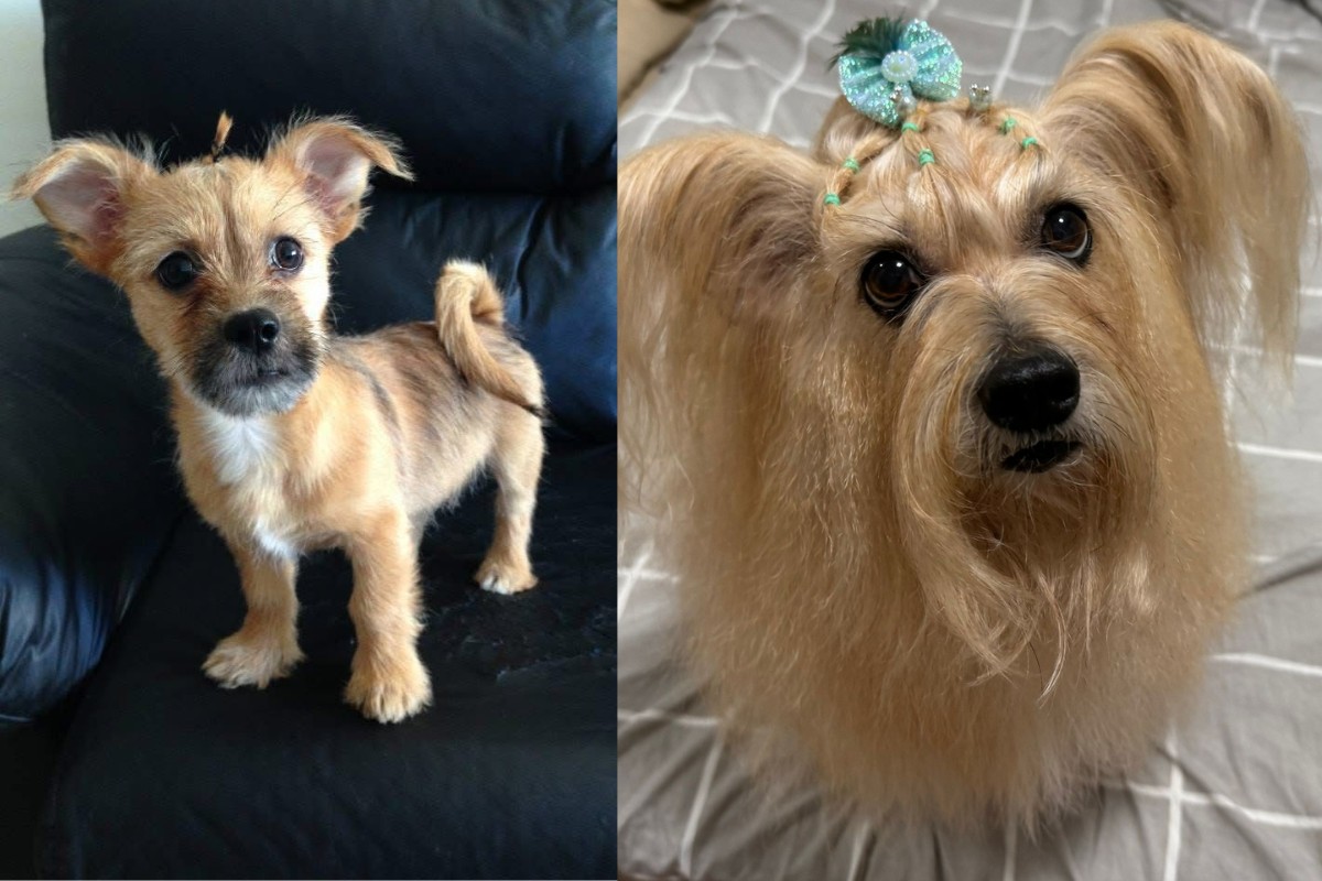 Cadela 'fiapo de manga' impressiona com visual bem cuidado no interior de SP: 'Vida de rainha', diz tutor