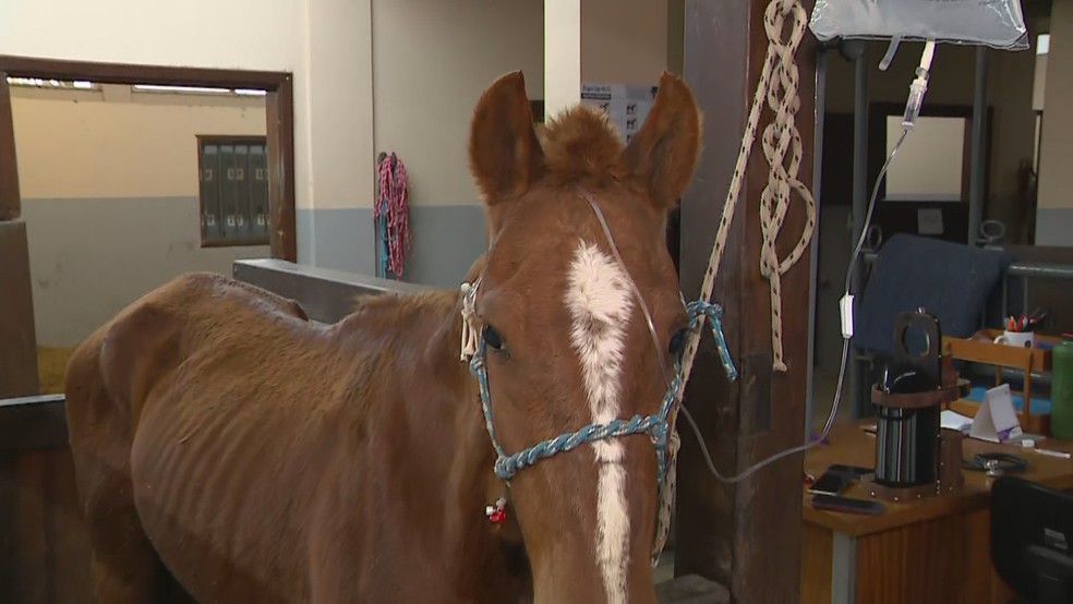 Cavalo Caramelo est&aacute; em recupera&ccedil;&atilde;o em hospital veterin&aacute;rio de Canoas &mdash; Foto: Reprodu&ccedil;&atilde;o/RBS TV