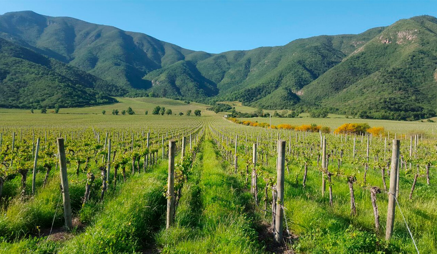 Vale do Limarí: terroir chileno produz vinhos que lembram Chablis