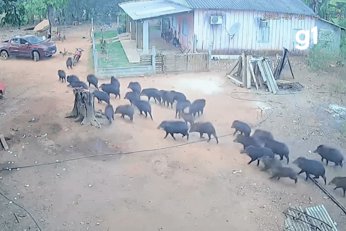 VÍDEO: 'porcos selvagens' invadem quintal de casa e colocam moradores para correr em MT