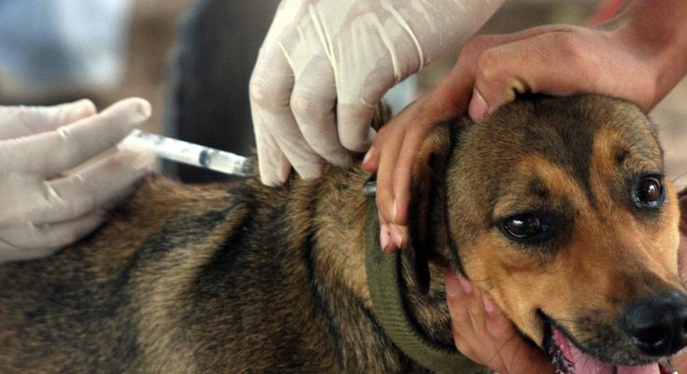 Fortaleza terá Dia D de vacinação antirrábica para cães e gatos; veja os  locais | Ceará | G1