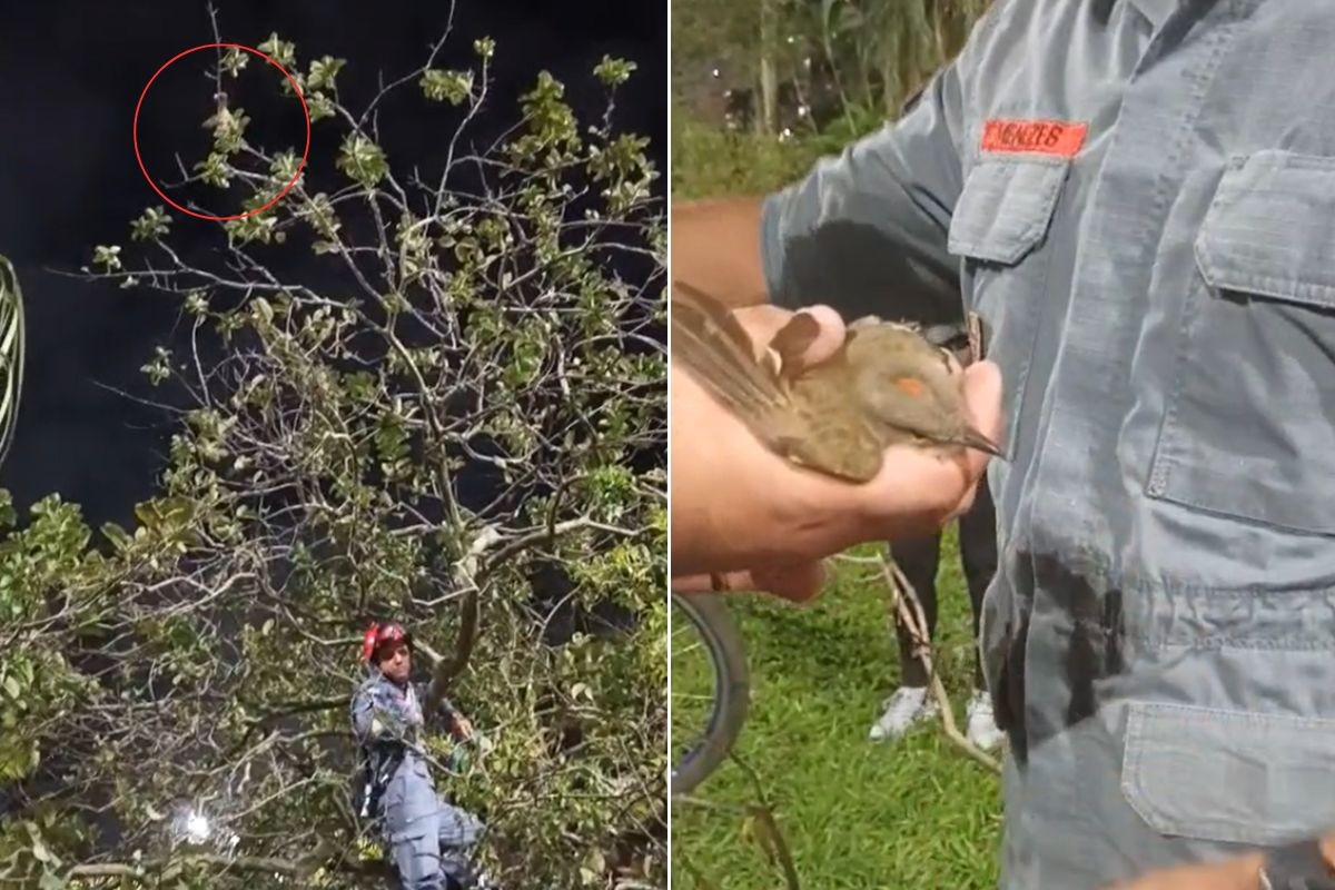 Bem-te-vi ou morcego? filhote de pássaro fica preso de ponta-cabeça em árvore; VÍDEO