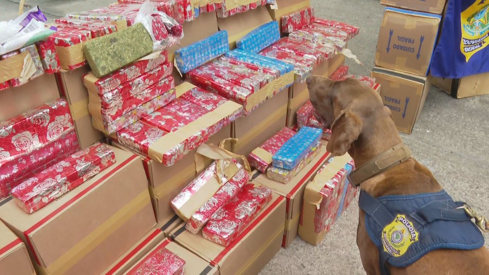 Cão farejou entorpecente no meio de carga de lenços umedecidos — Foto: Reprodução/TV Globo