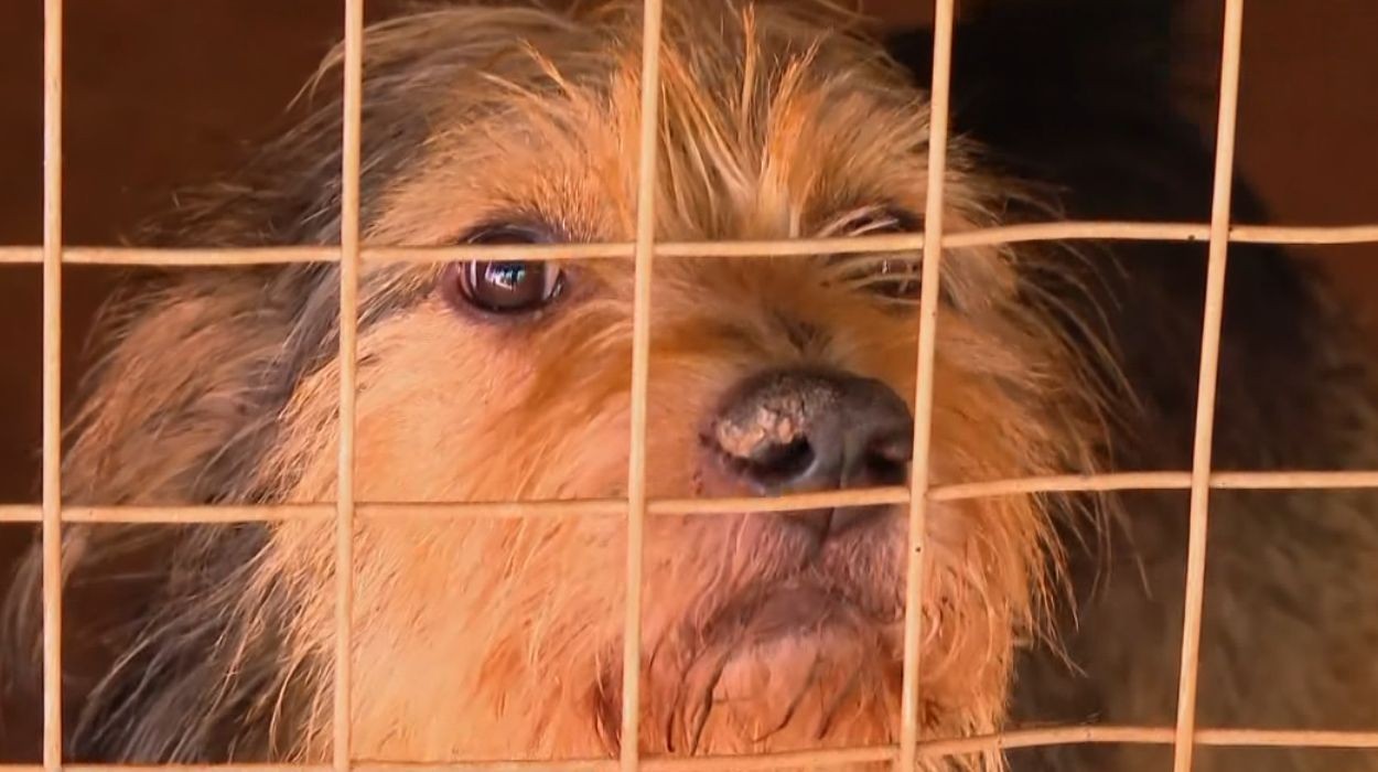 Falta remédios e comida: funcionária denuncia situação de 20 cães em canil do interior de SP