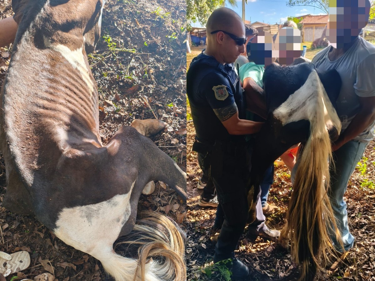 Cinco cavalos em condições de maus-tratos são resgatados no interior de SP