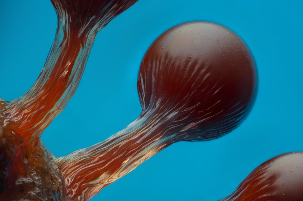 6º lugar: Estruturas produtoras de esporos de um fungo mucilaginoso do gênero Hemitrichia. — Foto: Eric Epstein/Nikon Small World
