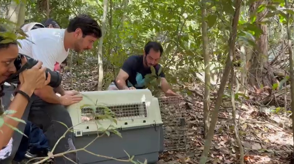 Macaquinhas encontradas dopadas no Jardim Botânico são devolvidas à natureza 