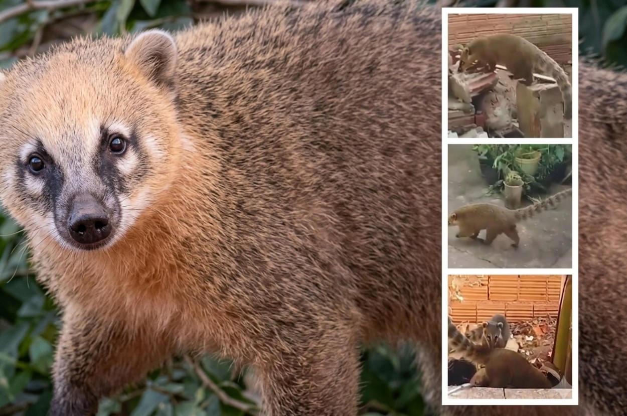 VÍDEO: 'Invasão' de quatis em casas preocupa no interior de SP; animais podem transmitir doenças