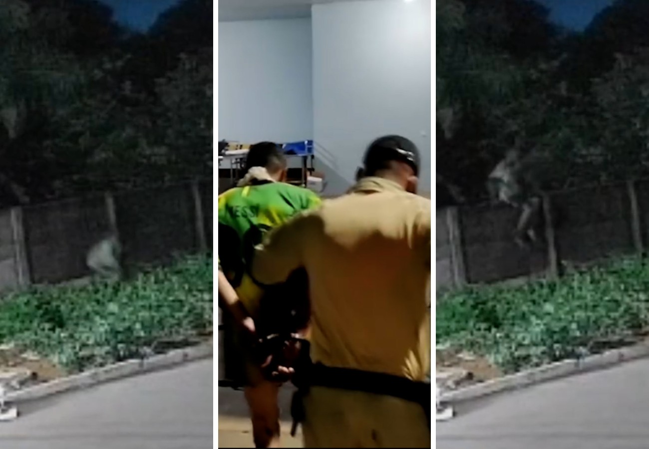 Pitbull é morto ao defender tutor de ataque em casa no TO; suspeito foi preso com marcas de mordida