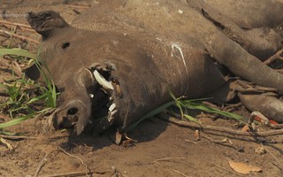 Carcaças de dezenas de animais queimados pelo fogo são encontradas no Pantanal: 'Parece uma reprise de 2020'