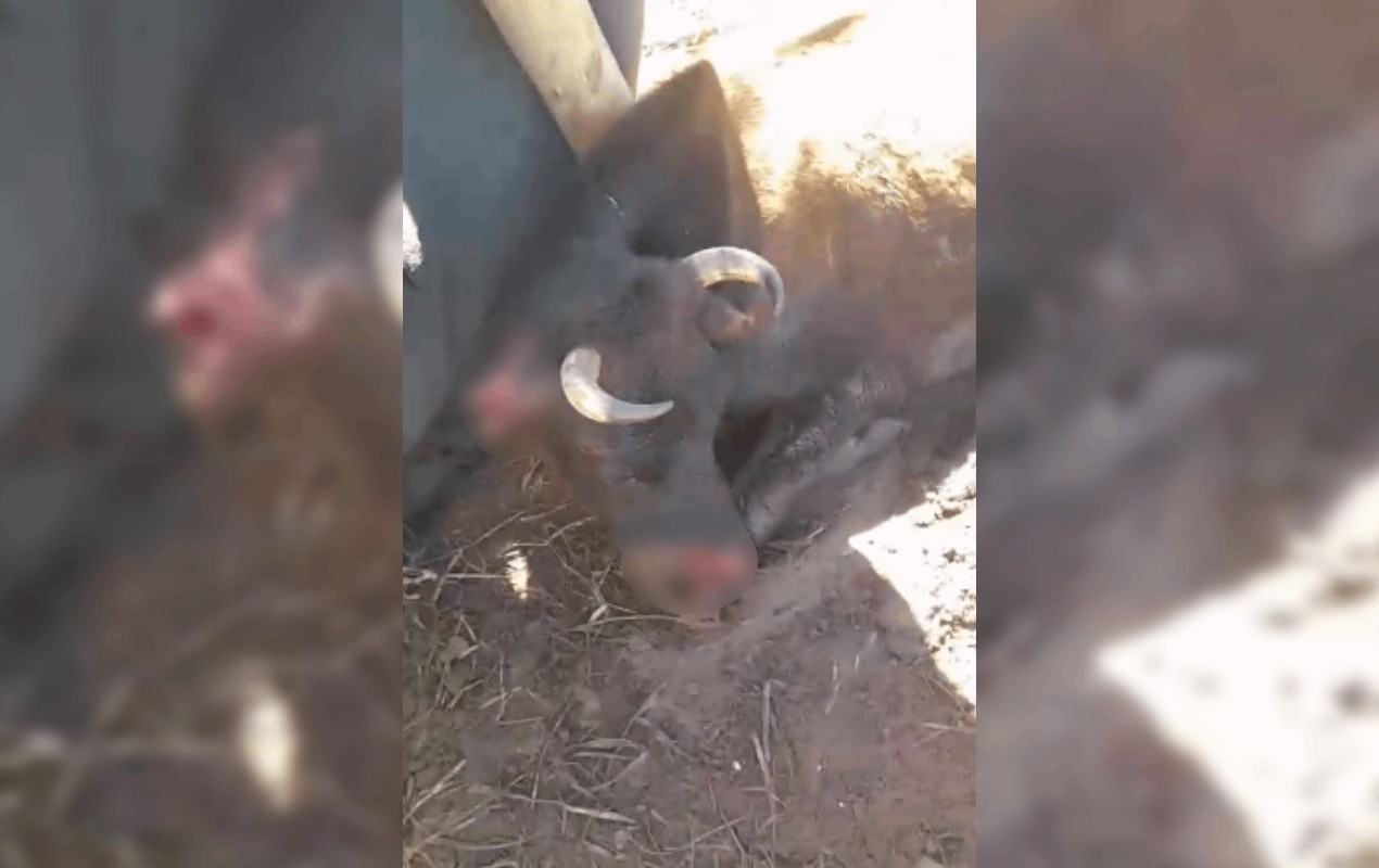 Dona de sítio registra BO após vaca morrer em suposto ataque de pit bull em Bauru