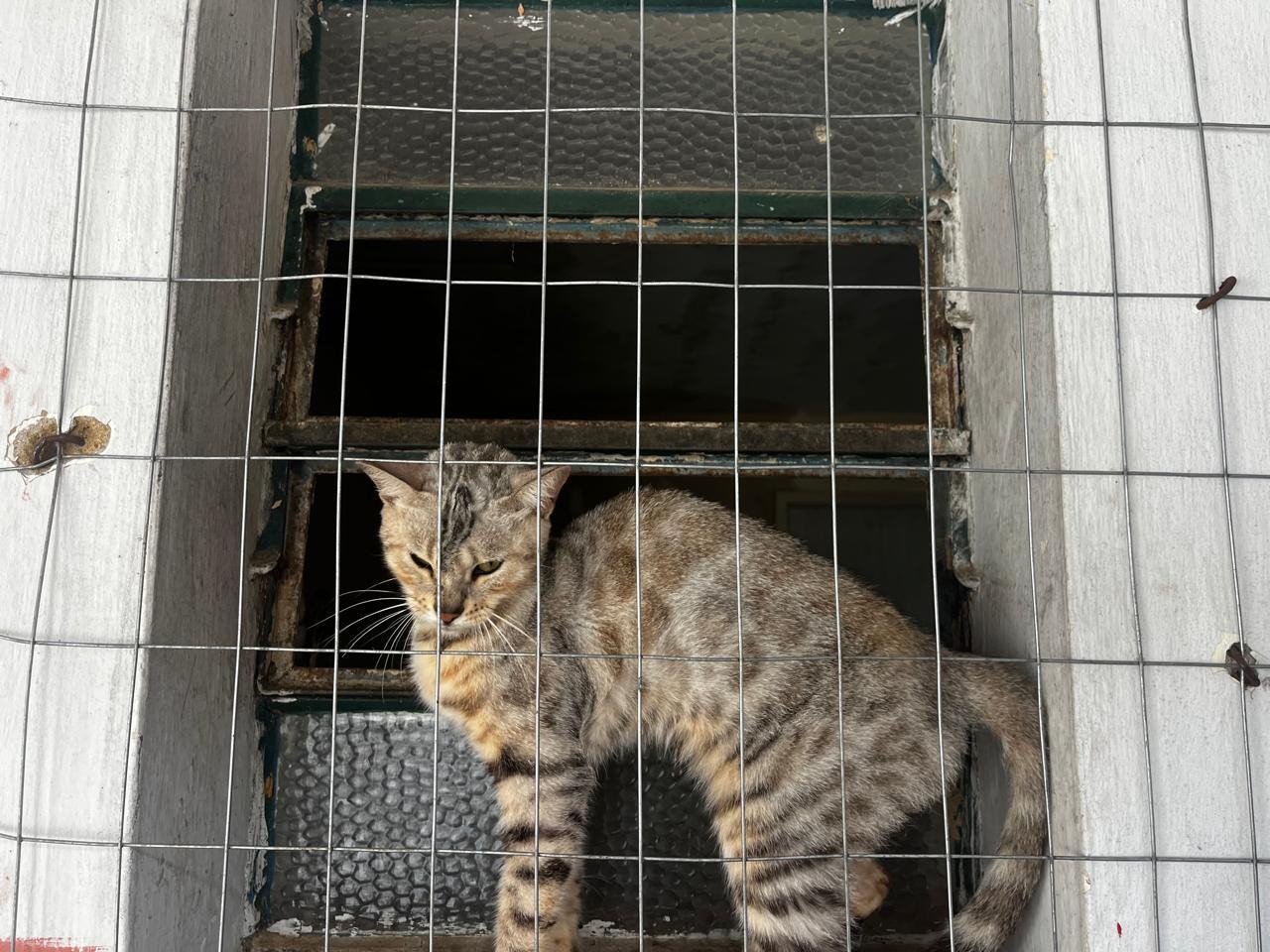 Homem é preso por maus-tratos animais em Vassouras; cerca de 20 cães e quatro gatos foram resgatados 