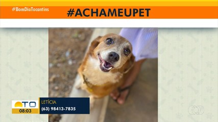Tutores procuram cachorrinha que desapareceu na 305 Norte em Palmas