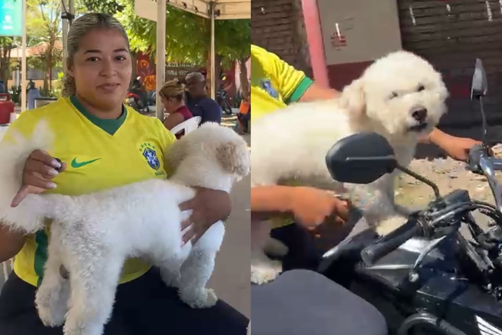 Poodle ganha carteira de identidade no Assembleia em Ação e tutora brinca: 'se sumir, já sabem onde encontrar'