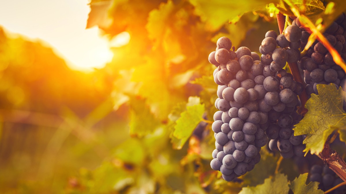 Vinhos de Altitude de Santa Catarina projetam safra histórica em 2025