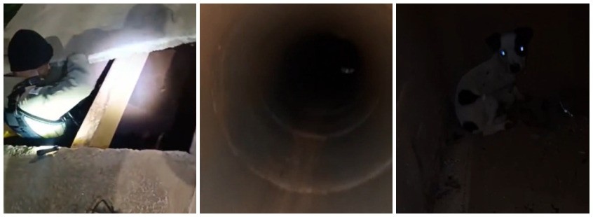 VÍDEO: PM rasteja por 100 metros para resgatar filho de cachorro que caiu em bueiro