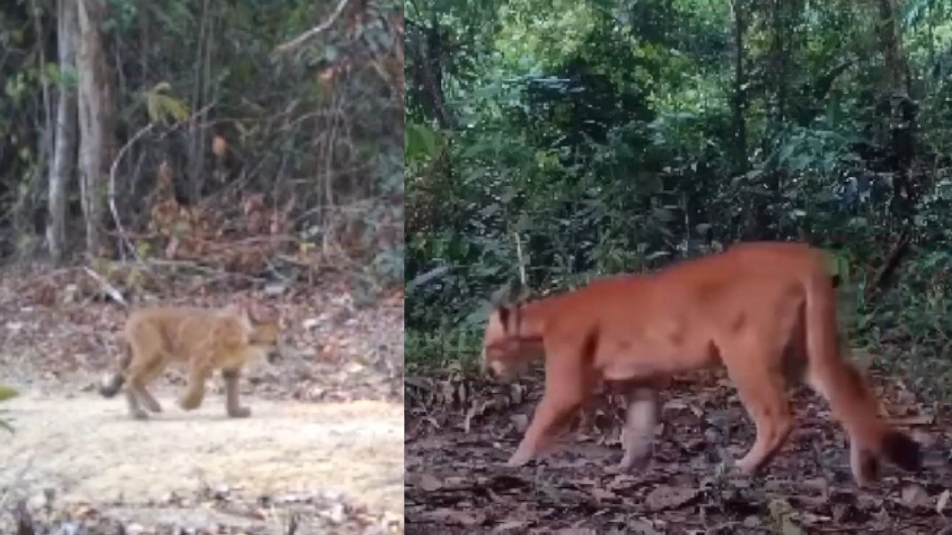 VÍDEO: onças-pardas trigêmeas são flagradas em reserva biológica no ES