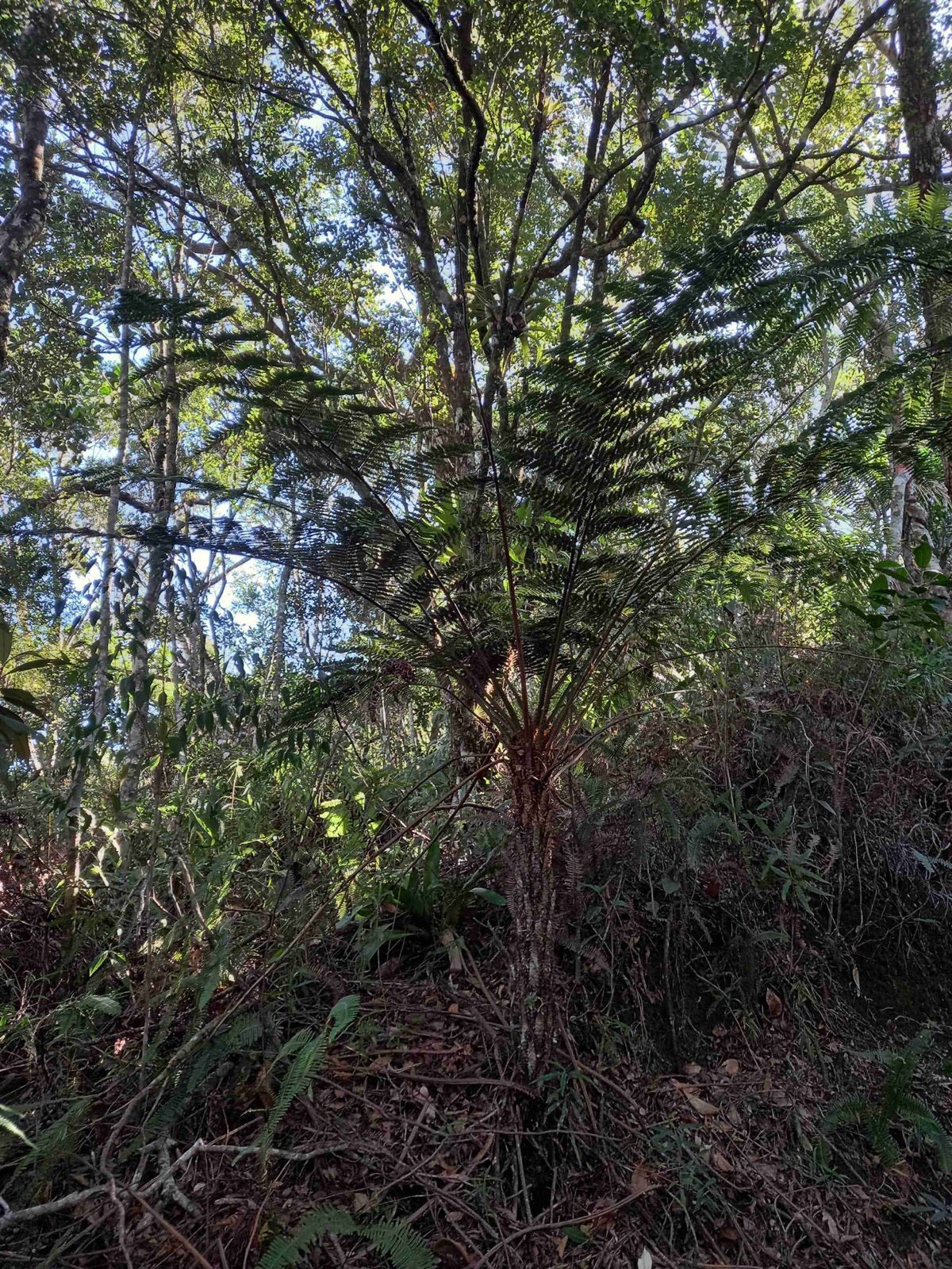 Inea abre consultas públicas sobre criação de reservas particulares em cidades da Região Serrana do Rio