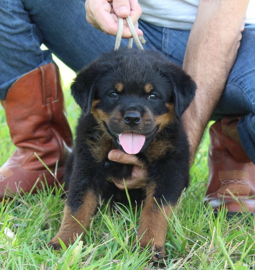 Filhotes De Rottweiler Com 1 Mes