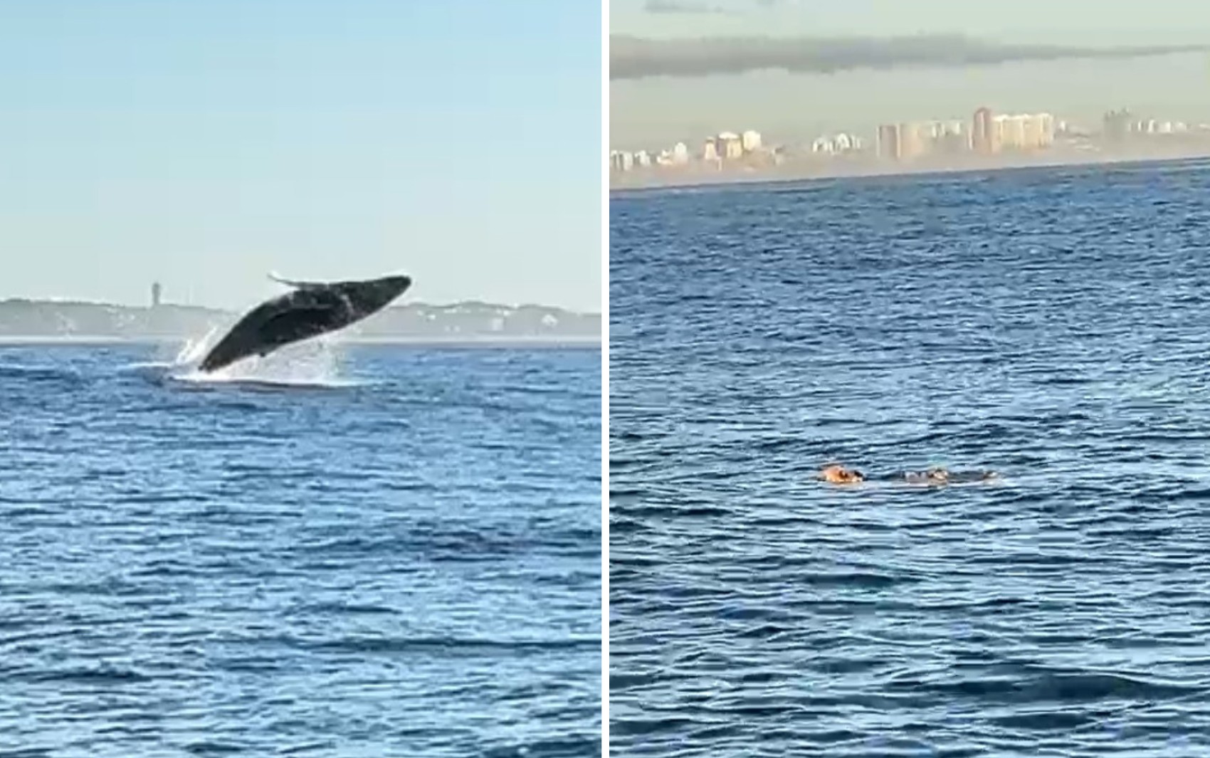 Baleia jubarte e tartaruga marinha emocionam equipe de remo em praia de Salvador