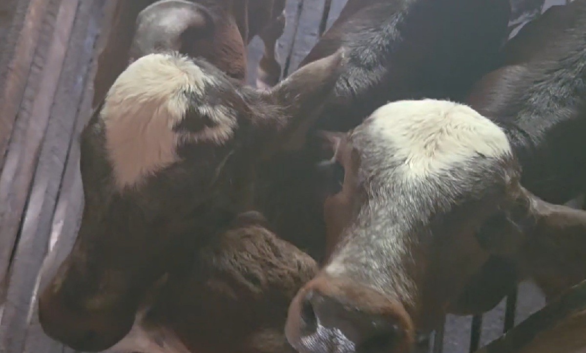 Raridade no campo: vaca dá à luz trigêmeos em fazenda de Cambuci