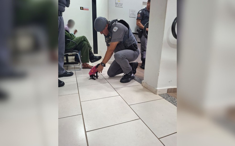 Cachorro foi resgatada em Mirassol (SP) &mdash; Foto: Arquivo pessoal