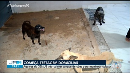 Agentes vão coletar amostras de cães em domicílios para monitorar casos de calazar