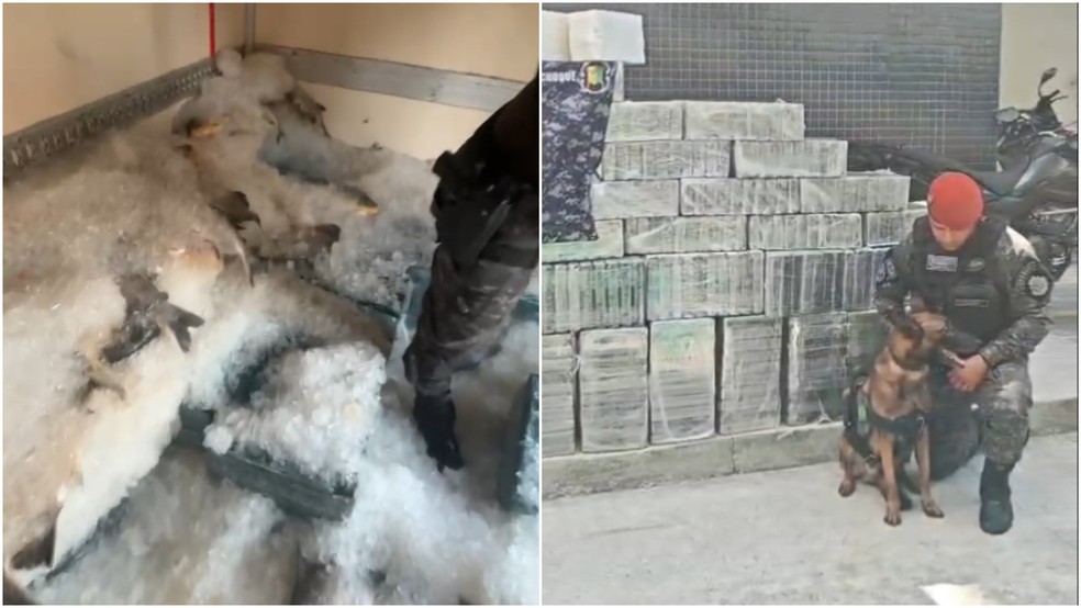 Operação apreende mais de 1 tonelada de cocaína escondida em carga de peixes em Paracuru — Foto: Divulgação