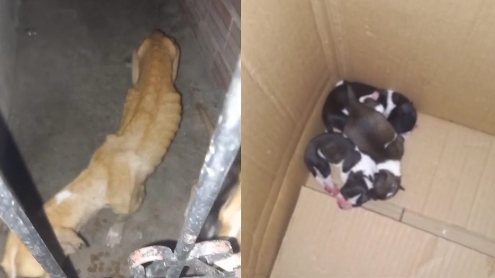 Cachorros em situação de maus-tratos são resgatados sozinhos em casa no litoral do Piauí; polícia investiga